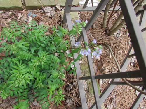Jacob's Ladder (2016_02_14 20_18_57 UTC)