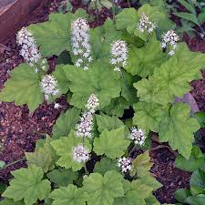 Heart Leaf Foamflower 1
