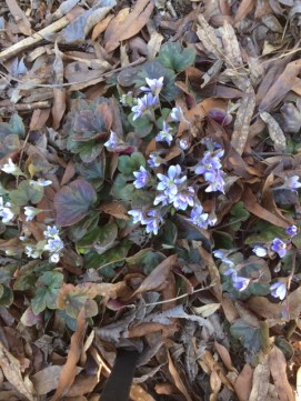 Hepatica 2019