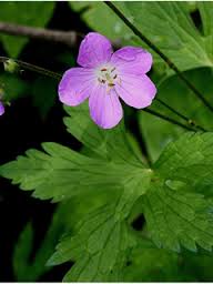 Wild Geranium 2