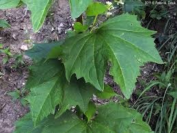 Pale Indian Plantain1